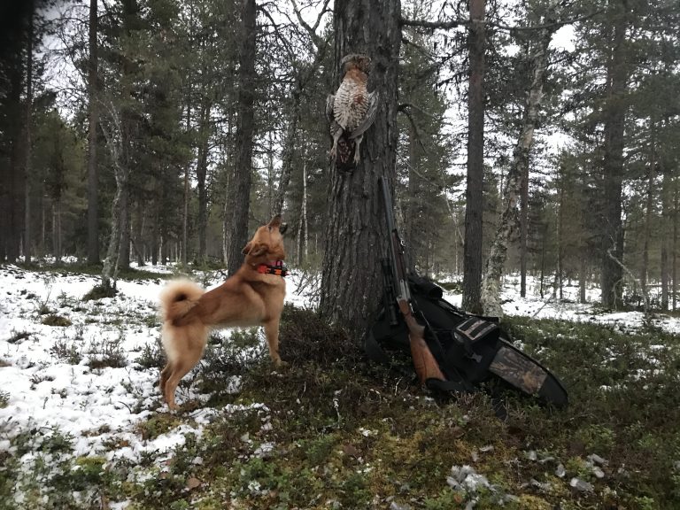 Pidempi linnunmetsästysaika auttaa kansalliskoiraamme suomenpystykorvaa