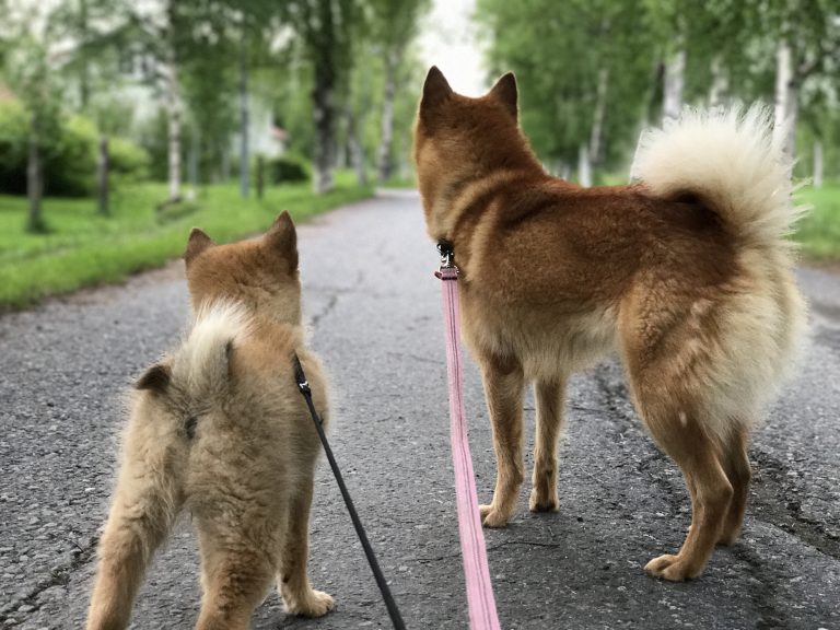 Suomenpystykorva ei hauku turhaan