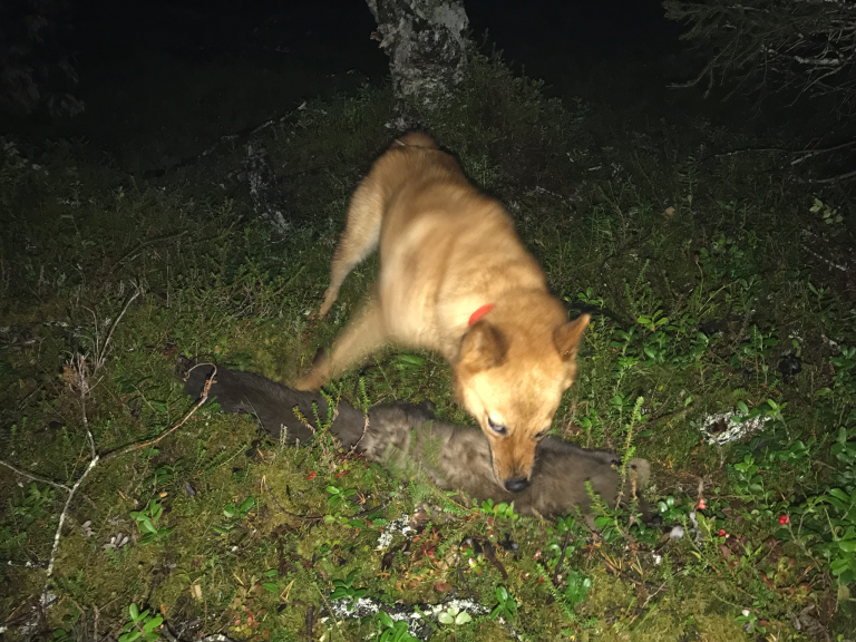 Suomenpystykorvalla metsästys onnistuu miltei ympäri vuoden