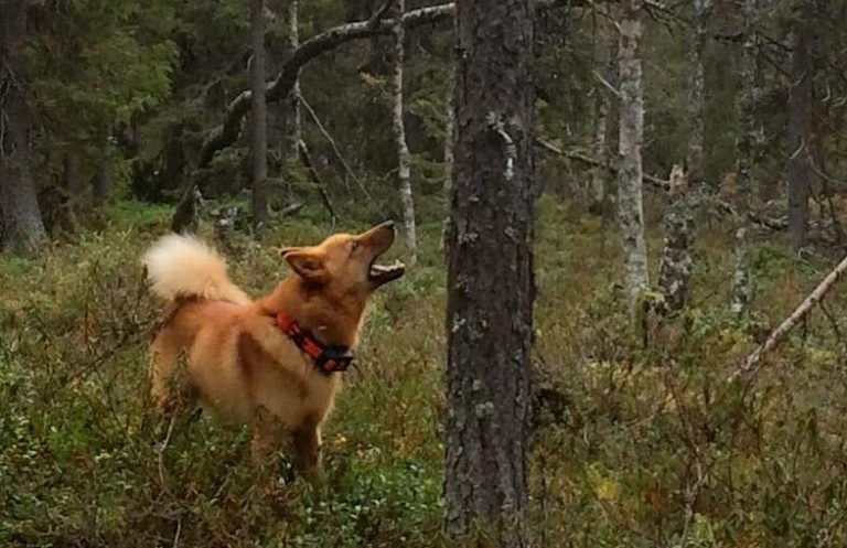 Lapissa metsoa ja teertä saa metsästää vain luotiaseella 1.10.-10.12.